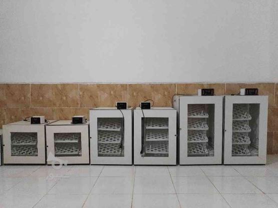 دستگاه جوجه کشی آریا سازه در گروه خرید و فروش صنعتی، اداری و تجاری در فارس در شیپور-عکس1