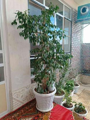 درخت سبز 2.10 سانتی متر در گروه خرید و فروش لوازم خانگی در آذربایجان غربی در شیپور-عکس1