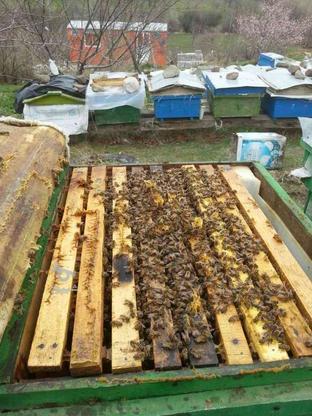تعدادی کندو زنبور عسل بفروش میرسد در گروه خرید و فروش ورزش فرهنگ فراغت در اردبیل در شیپور-عکس1