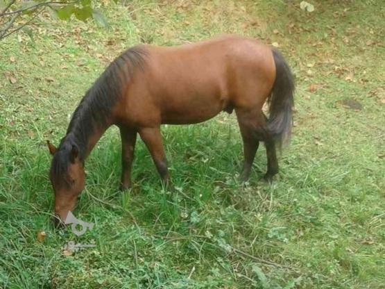 اسب‌ گم‌ شده در گروه خرید و فروش ورزش فرهنگ فراغت در گیلان در شیپور-عکس1