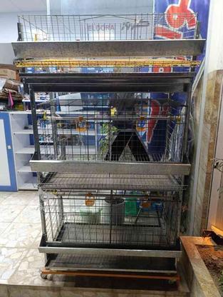 قفس گالوانیزه مرغ بلدرچین جوجه در گروه خرید و فروش صنعتی، اداری و تجاری در مازندران در شیپور-عکس1