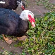 فروش فوری اردک اسراییلی نر