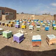 فروش 50 کلنی زنبور عسل