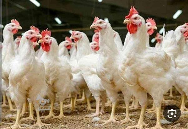 فروش مرغ ارگانیک در گروه خرید و فروش خدمات و کسب و کار در مازندران در شیپور-عکس1