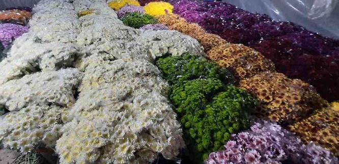 عرضه مستقیم گل‌های داوودی و عروس(ژیپسوفیلا) در گروه خرید و فروش خدمات و کسب و کار در تهران در شیپور-عکس1