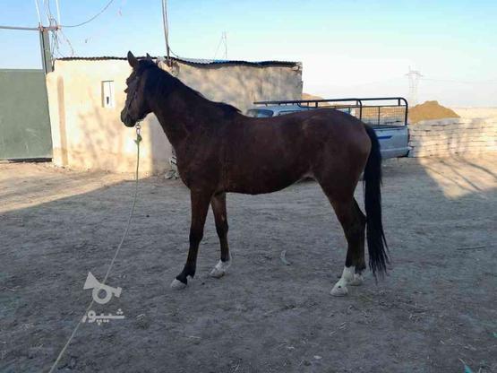 اسب دو جون پرشی در گروه خرید و فروش ورزش فرهنگ فراغت در تهران در شیپور-عکس1