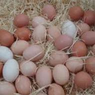 تخم مرغ محلی ارگانیک درب منزل روزانه برای سلامتی خود...