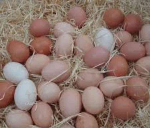 تخم مرغ محلی ارگانیک درب منزل روزانه برای سلامتی خود... در گروه خرید و فروش خدمات و کسب و کار در بوشهر در شیپور-عکس1