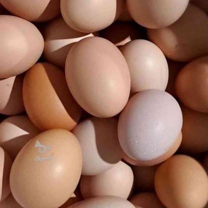تخم مرغ محلی صددرصد ارگانیک در گروه خرید و فروش خدمات و کسب و کار در هرمزگان در شیپور-عکس1