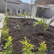 باغبانی درخت کاری سمپاشی گل و گیاه در تمام نقاط