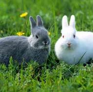 فروش خرگوش و بچه خرگوش
