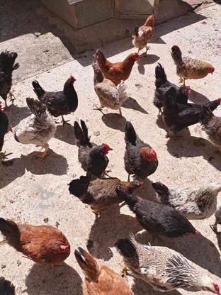 10عدد مرغ تخم گذار جوان در گروه خرید و فروش ورزش فرهنگ فراغت در تهران در شیپور-عکس1