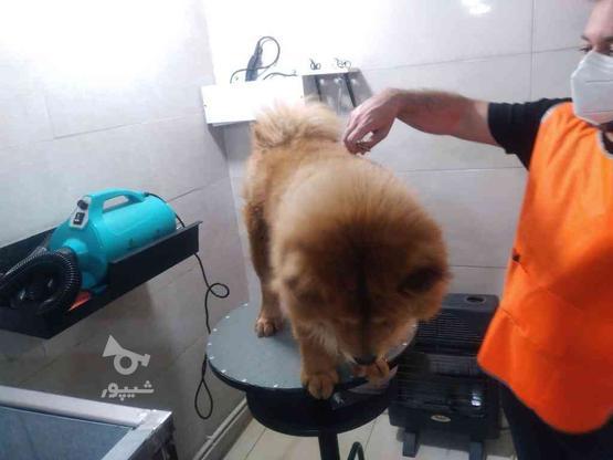 آرایش اصلاح کوتاهی سگ گربه دامپزشکی آرایشگاه حیوانات خانگی در گروه خرید و فروش خدمات و کسب و کار در تهران در شیپور-عکس1