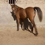 یک راس کره اسب 2 ساله مادیان گم شده است