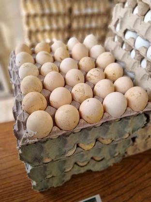 تخم مرغ محلی تازه شانه ای در گروه خرید و فروش خدمات و کسب و کار در آذربایجان غربی در شیپور-عکس1