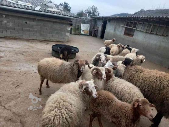 فروش گوسفند زنده در گروه خرید و فروش ورزش فرهنگ فراغت در مازندران در شیپور-عکس1