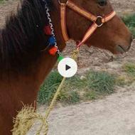 یک راس کره اسب ترکمنی