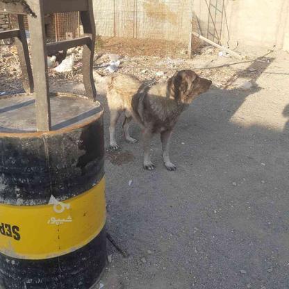 سگ سراب گمشده در گروه خرید و فروش خدمات و کسب و کار در تهران در شیپور-عکس1