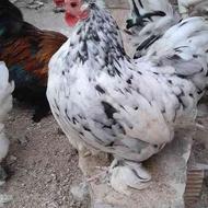 مرغ و خروس پاکوتاه کاکلی پرپا