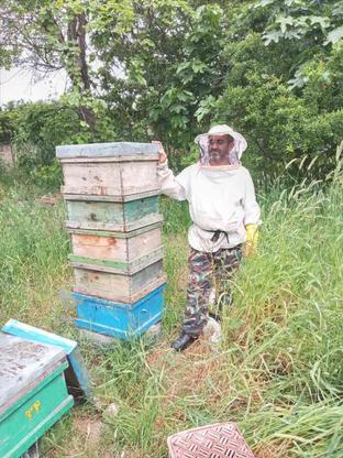 تعدادی زنبور عسل باکلنی در گروه خرید و فروش صنعتی، اداری و تجاری در مازندران در شیپور-عکس1