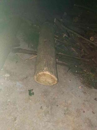 فروش چوب توت. ملچ. و چوب جنگلی در گروه خرید و فروش خدمات و کسب و کار در مازندران در شیپور-عکس1