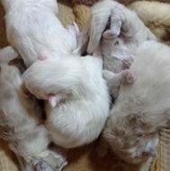 بچه گربه های پرشین همالین