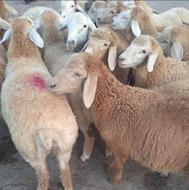 دام زنده ارگانیک گوسفند جهت قربانی کل نقاط مشهد