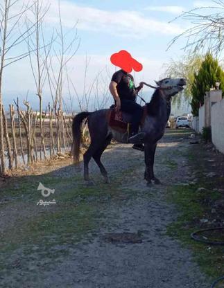  اسب نریان 4ساله اروم سواری وباری سوز در گروه خرید و فروش ورزش فرهنگ فراغت در مازندران در شیپور-عکس1