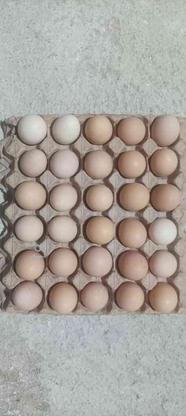 تخم مرغ محلی گلپایگانی در گروه خرید و فروش خدمات و کسب و کار در خراسان رضوی در شیپور-عکس1