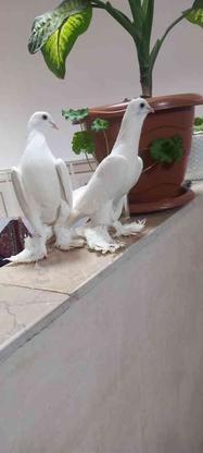 کبوتر پاپر .اوچا ایاخلی خوشگل در گروه خرید و فروش ورزش فرهنگ فراغت در آذربایجان شرقی در شیپور-عکس1
