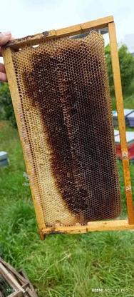 فروش 500 عدد پوکه زنبور در گروه خرید و فروش صنعتی، اداری و تجاری در مازندران در شیپور-عکس1
