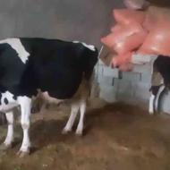 گاوهلشتن روزی 15 کیلو شیر وکوساله سیمینتال فروشی