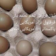 تخم نطفه دار آمریکایی ، پاکستانی ، آمریکایی طلایی