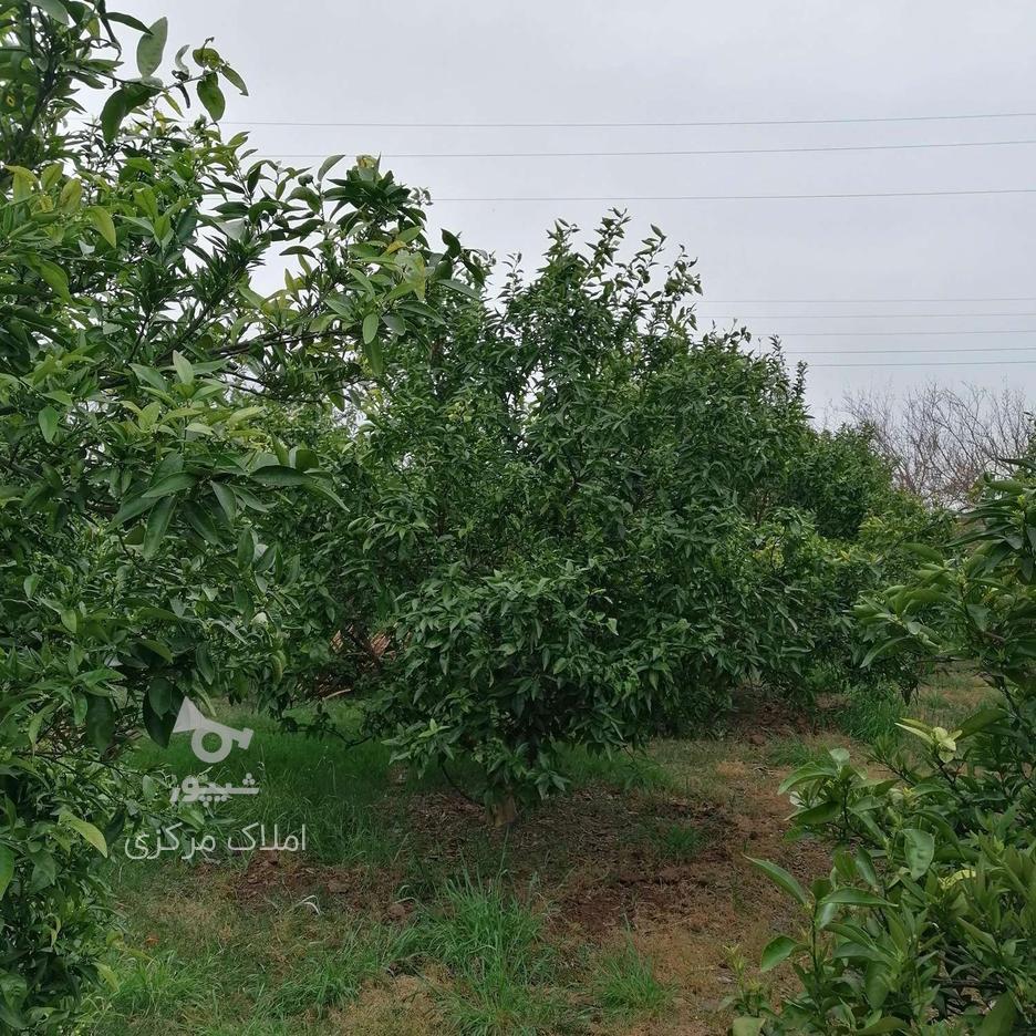 باغ 4000 متری دارای پروانه ساخت در جاده بهنمیر در گروه خرید و فروش املاک در مازندران در شیپور-عکس1