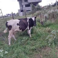 گاو شیری دو ماه آبستن 9کیلو شیر