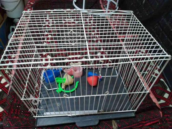 قفس با لوازمات در گروه خرید و فروش ورزش فرهنگ فراغت در خراسان رضوی در شیپور-عکس1