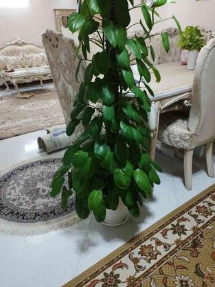 انواع گلدان طبیعی برای اطلاع از قیمت پیام بدهید در گروه خرید و فروش لوازم خانگی در تهران در شیپور-عکس1