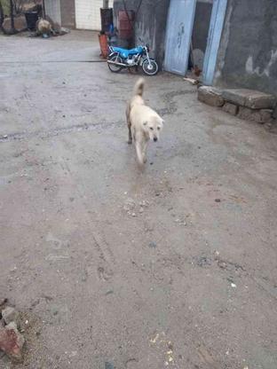سگ سرابی اصل واگذاری در گروه خرید و فروش ورزش فرهنگ فراغت در زنجان در شیپور-عکس1