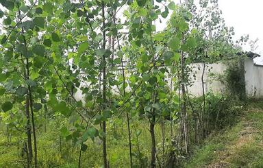 فروش زمین 3350 متری باغ داخل طرح هادی روستایی