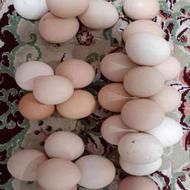 تخم مرغ رسمی ، اصلی ترین منبـــع پروتئین