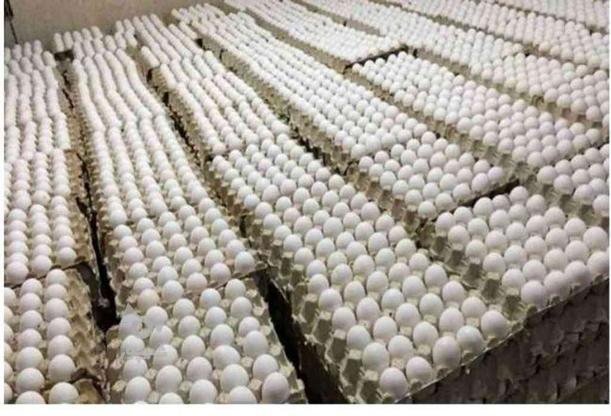 پخش تخم مرغ ماشینی در گروه خرید و فروش خدمات و کسب و کار در سمنان در شیپور-عکس1