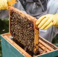 استقرار کندو زنبور عسل در باغ