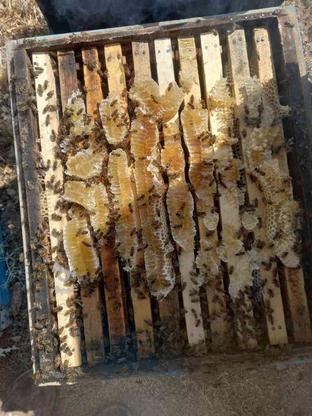 عسل طبیعی درجه یک خرید از زنبوردار در گروه خرید و فروش خدمات و کسب و کار در اصفهان در شیپور-عکس1
