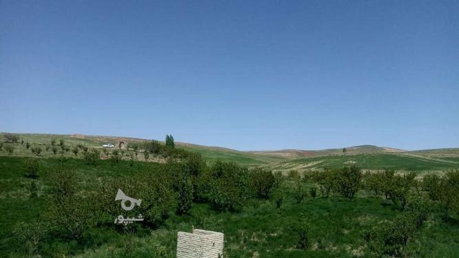 40 هکتار باغ و زمین کشاورزی دیمی و آبی در گروه خرید و فروش املاک در زنجان در شیپور-عکس1