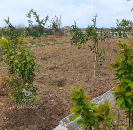 فروش زمین کشاورزی 246 متر در عزیزک در گروه خرید و فروش املاک در مازندران در شیپور-عکس1