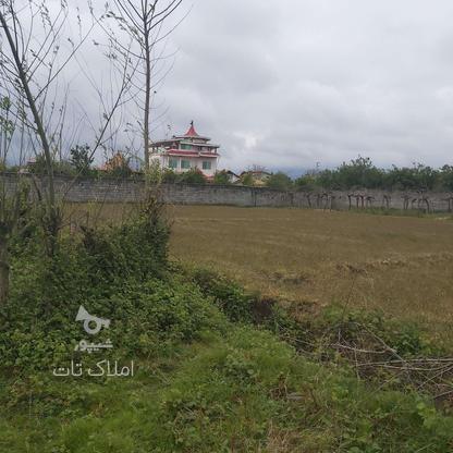 فروش زمین کشاورزی 3000 متر در لپاسر در گروه خرید و فروش املاک در مازندران در شیپور-عکس1