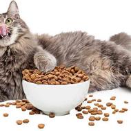 انواع غذای گربه و اکسسوری به صورت تک و عمده