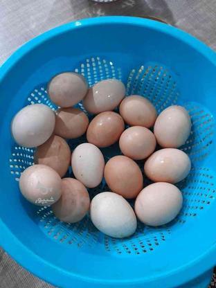 45 عدد تخم نطفه دار پاپر تازه دونه ای در گروه خرید و فروش ورزش فرهنگ فراغت در گیلان در شیپور-عکس1