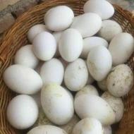 تخم غاز خوراکی زیر قیمت