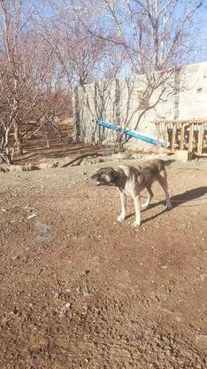 سگ سرابی برای قله ونگهبانی در گروه خرید و فروش ورزش فرهنگ فراغت در آذربایجان شرقی در شیپور-عکس1